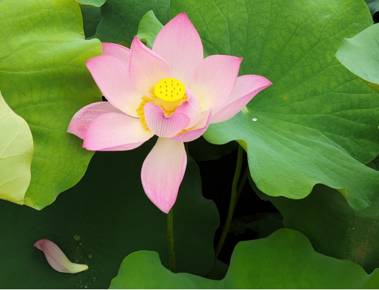 圖片.png 圖片.png